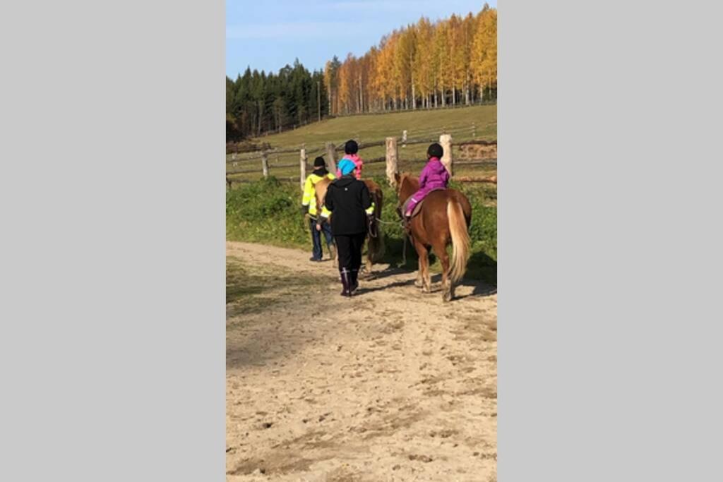 Kolin Pikkukolo - Saunallinen Studiohuoneisto Kolinkylä Exterior foto